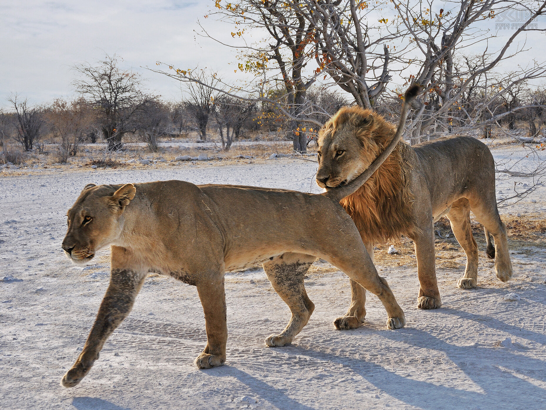 Etosha - Olifantsbad - Leeuwen  Stefan Cruysberghs